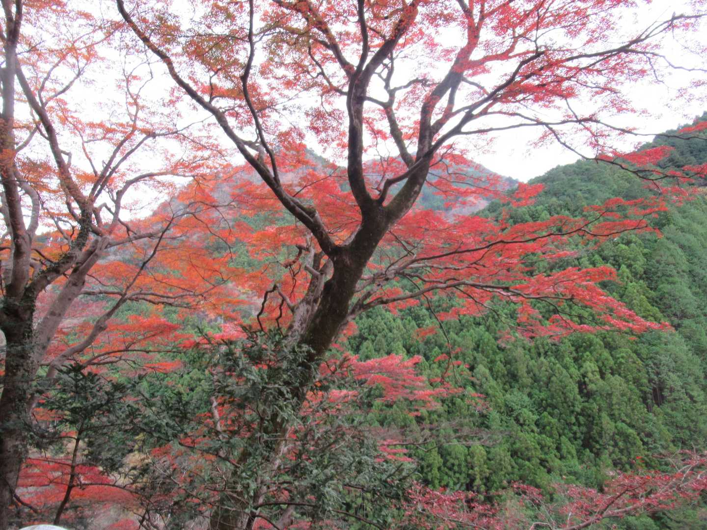 いろは楓🍁　「山もみじ」の一種　樹齢200年