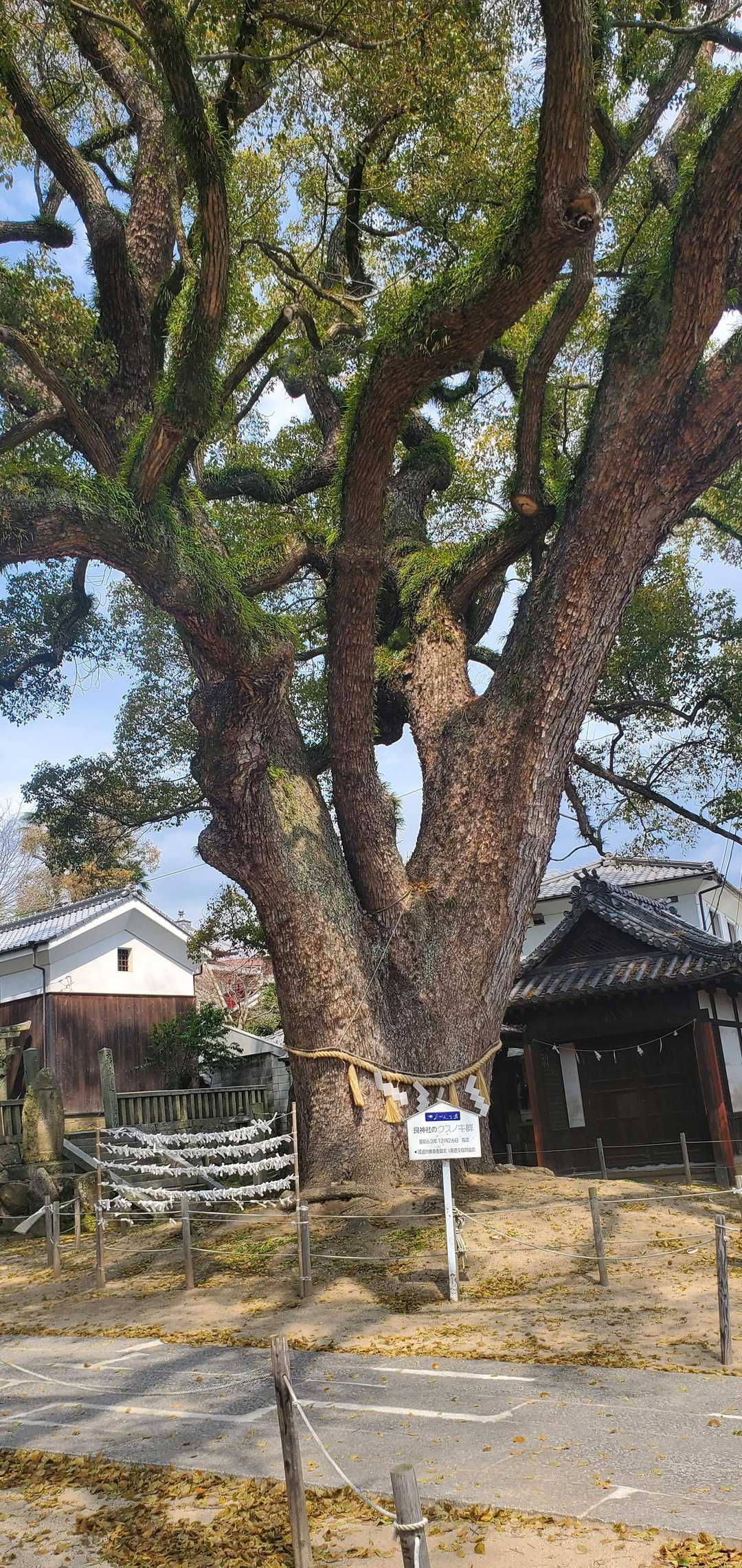 トトロの木🌳
デカい❣️