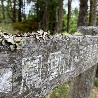 苔の冠👑