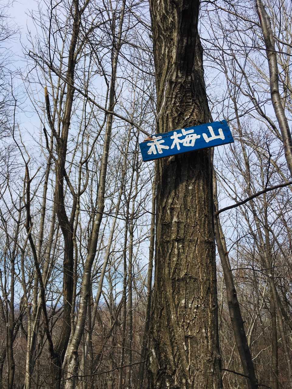 赤梅山の写真