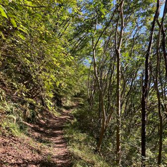 日当たり良いけどほどよく風が吹いて
気持ちよーく歩けます

里山のこんな道にほっとする(´ ˘ `∗)