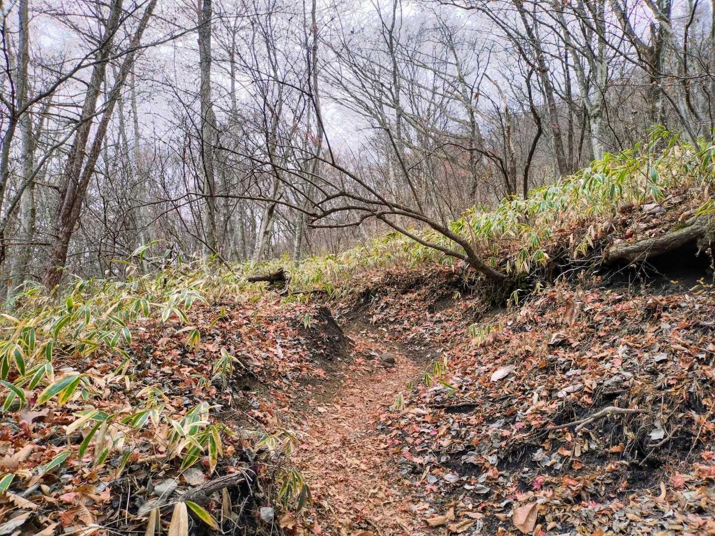 想像と違って意外と登り甲斐のある登山道。でも🐻が出そうな雰囲気…
