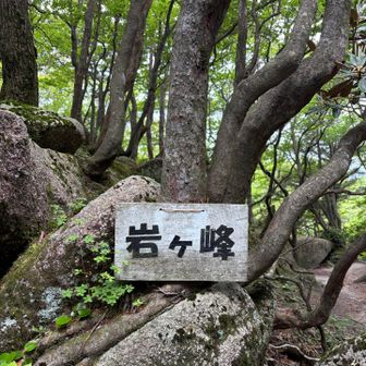 足場の悪い急登でとてもしんどい。