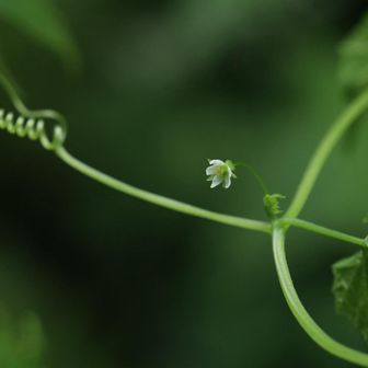 ミヤマニガウリ
咲いてました！
私の好きなお花なのです。
ツル性。一昨年は一つも咲いてなかった。