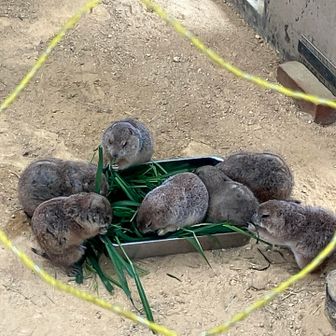 足羽山動物園へおじゃまします
お食事に夢中🤭