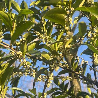 ここにもヒサガキ