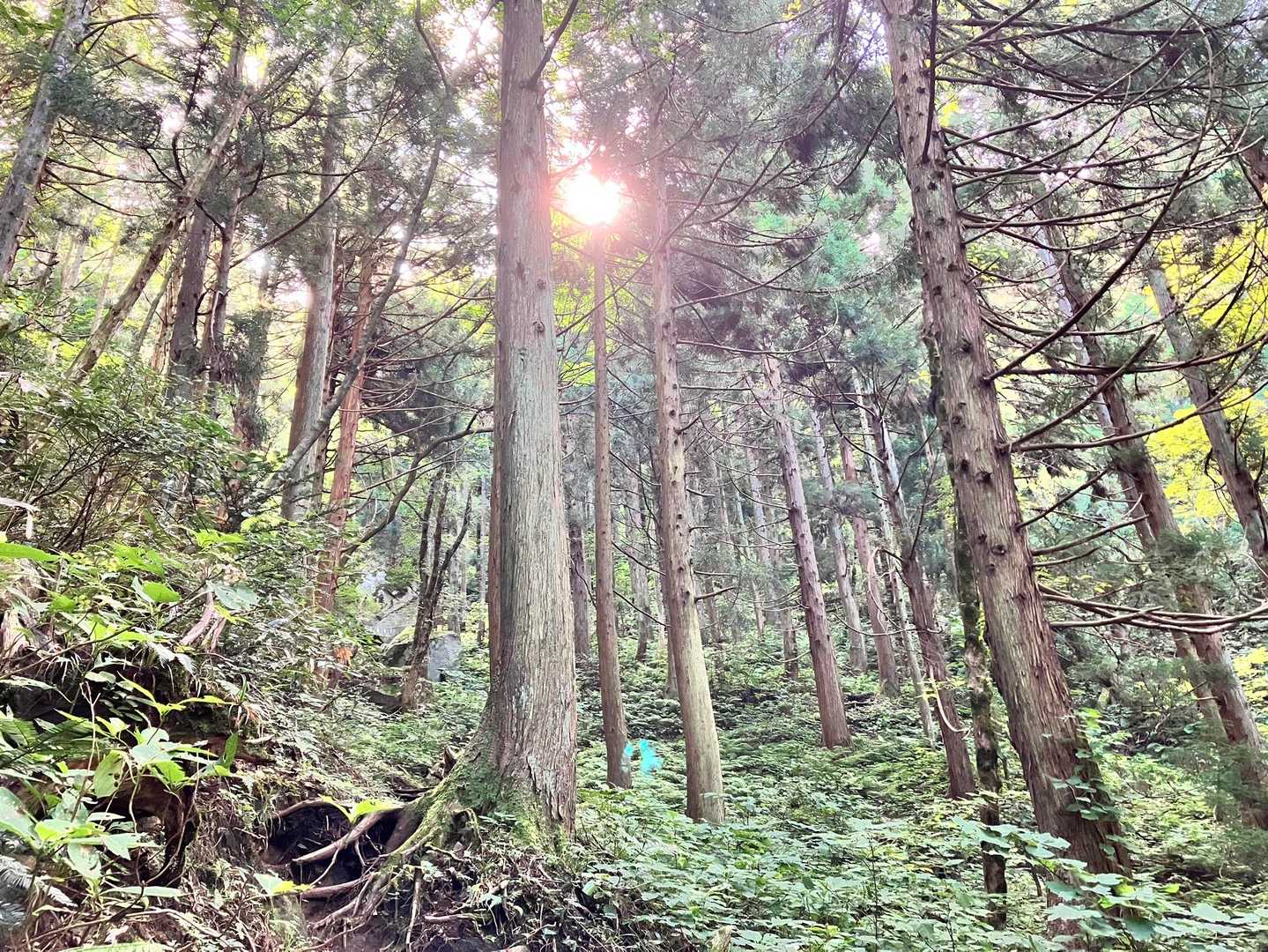 1人でちょっと怖かったけど、終始神秘的な感じでほんと素敵でした。