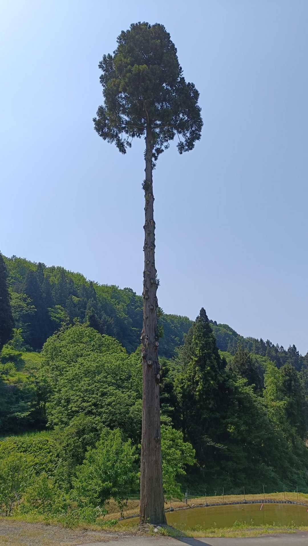 お墓の写真撮り忘れる💦
代わりに？大きな一本杉
