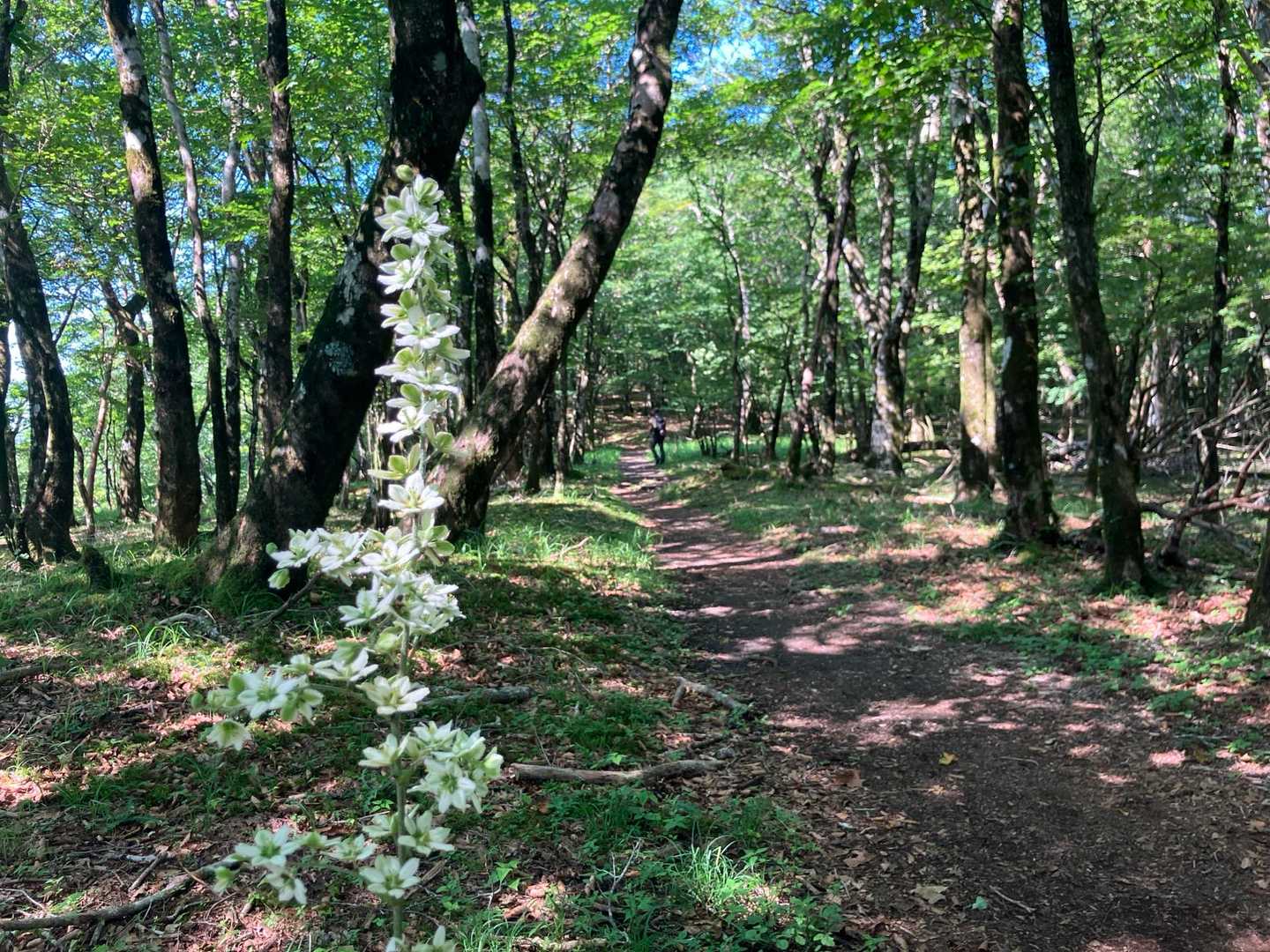 ずっと平坦な道