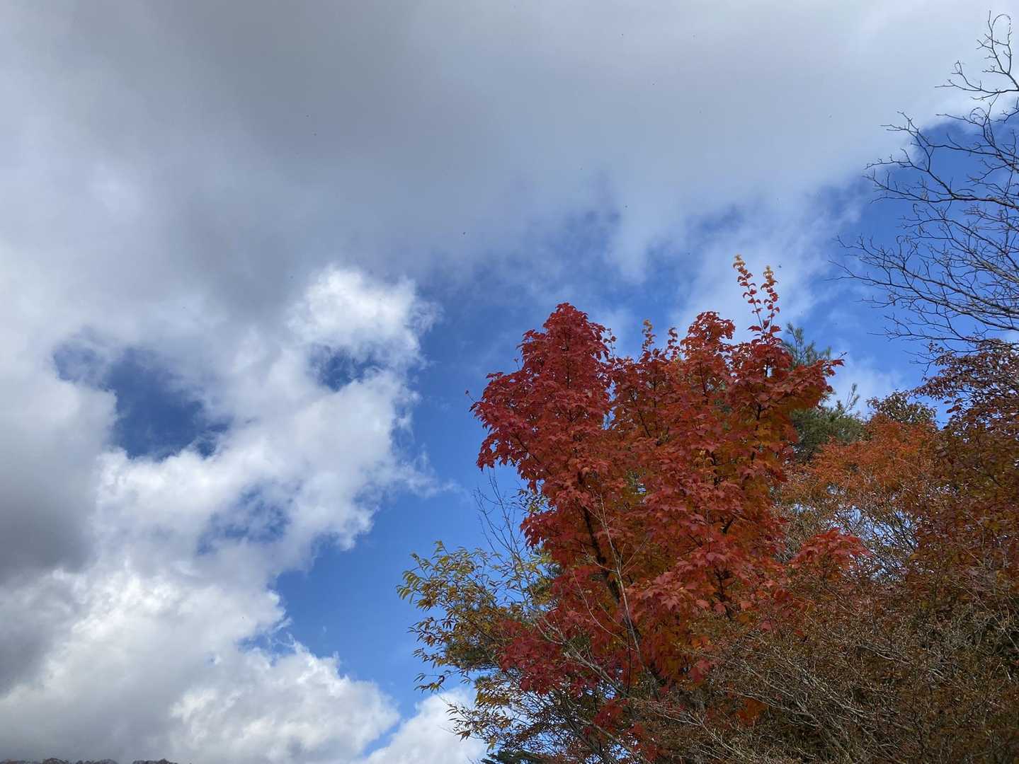 青空と🍁