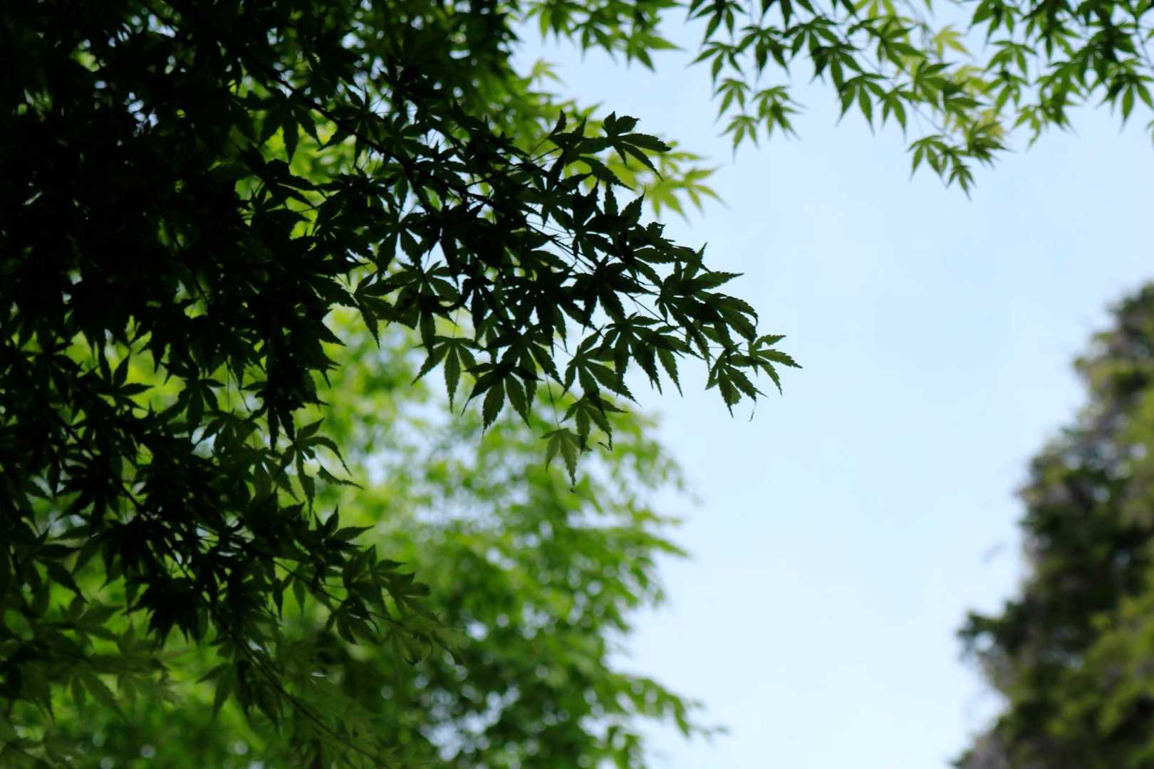 緑でももみじ綺麗だねー
