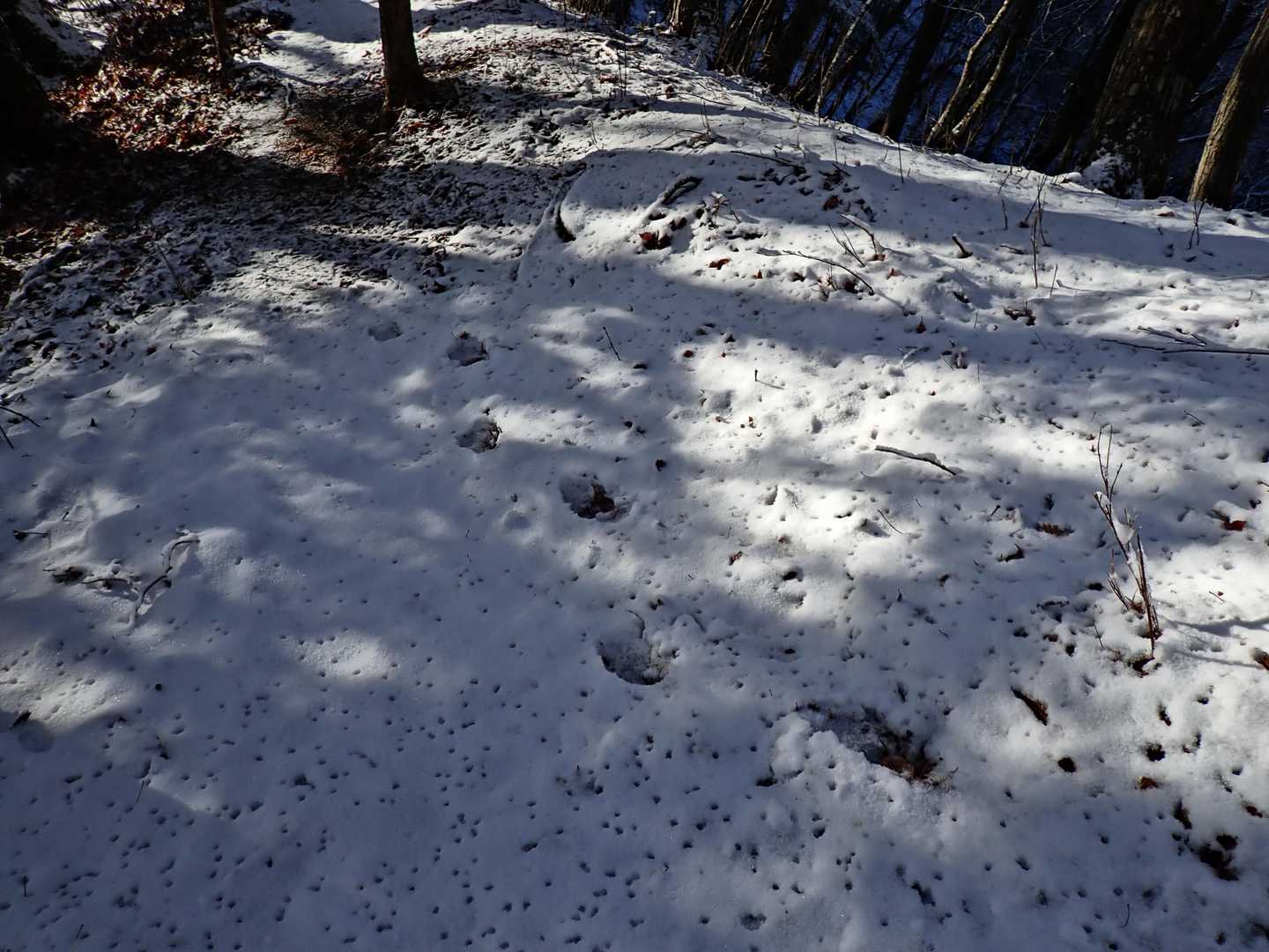 中山バス停-鳥ノ胸山-雑木ノ頭 周回コースの写真