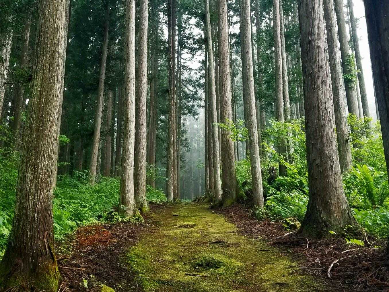 飯縄権現の修験の場であった霊仙寺跡に点在する史跡を辿りながら登山道が続きます。