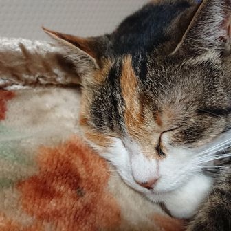 ウンデメケニア