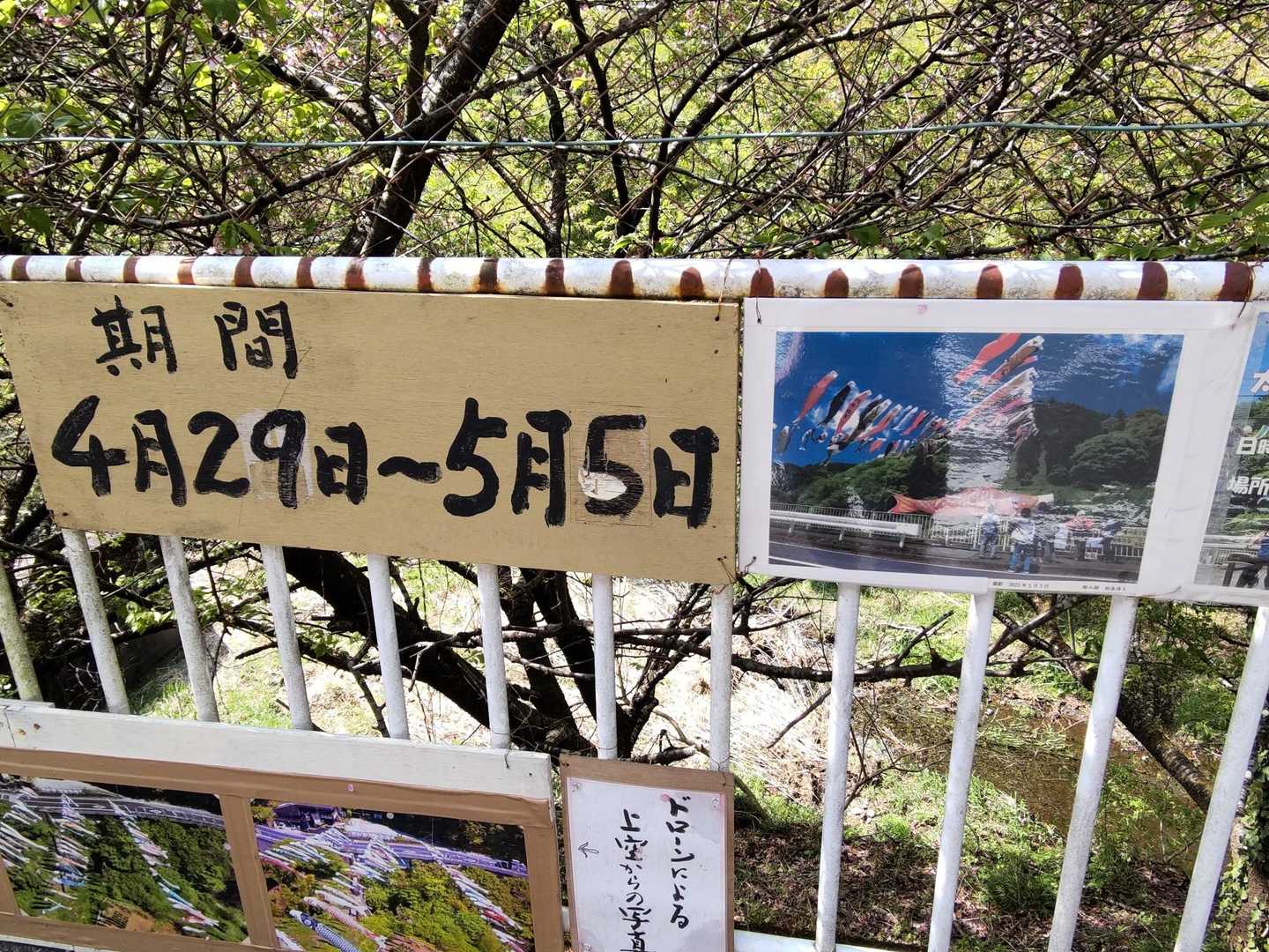 鯉のぼり　4/29-5/5川を渡たして飾るんですね。
