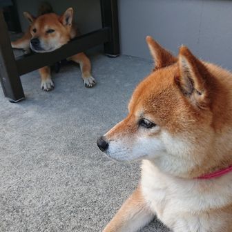 柴犬のお父さん