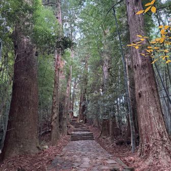 神社にある御神木クラスの大きな杉並木の中を歩きます