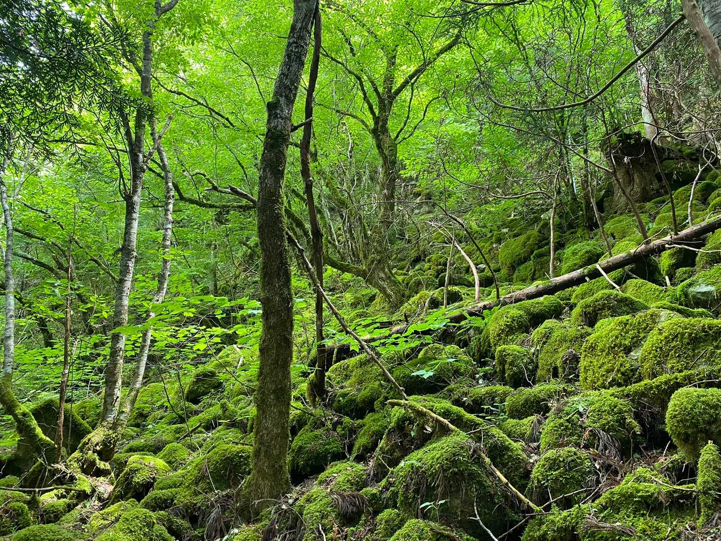 苔むしたジブリな世界が
広がっていました