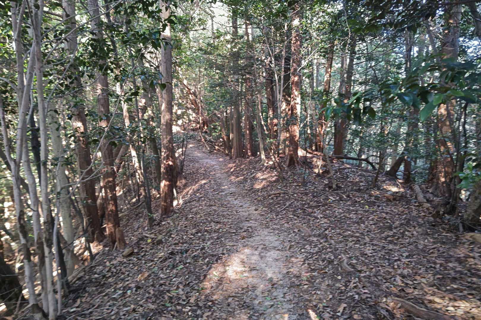 福王寺山 往復コースの写真