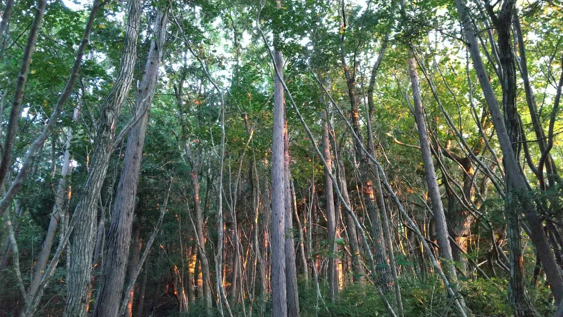 角田山（五りん石登山口）<五りん石コース>の写真
