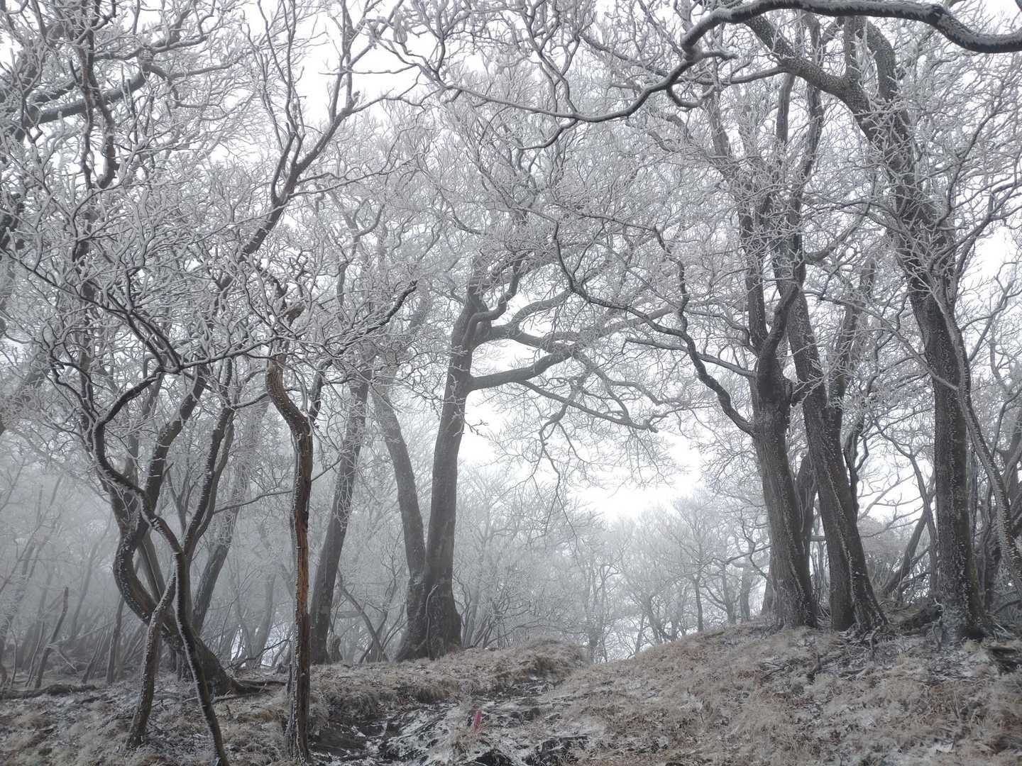 山頂へ導いてくれる霧氷のトンネル