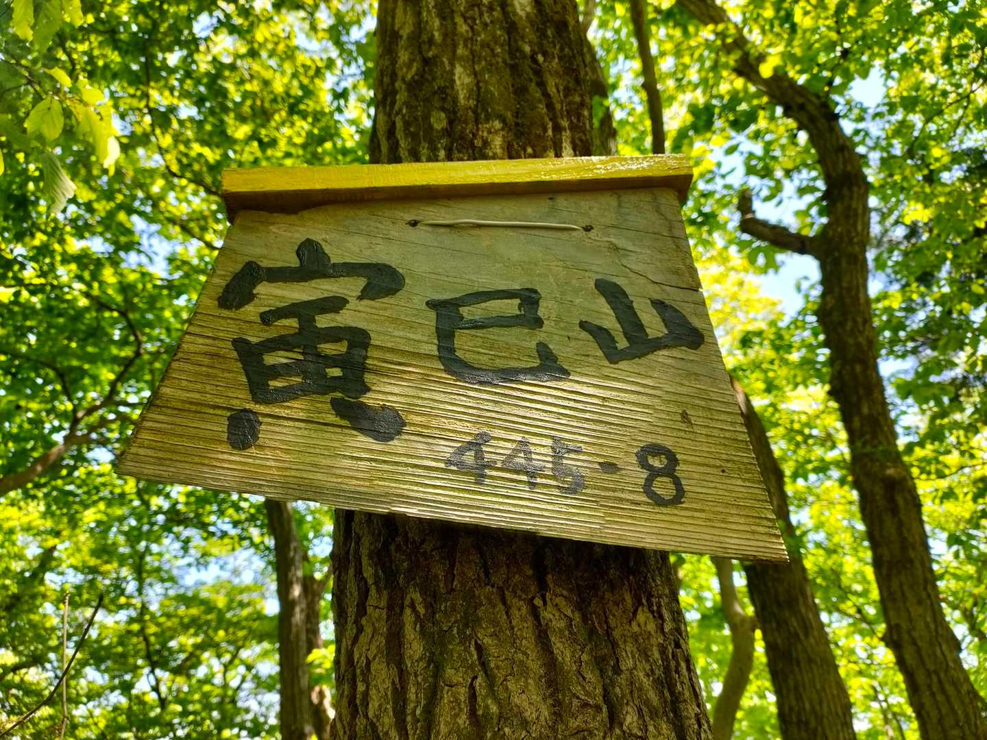 寅巳山 往復コースの写真