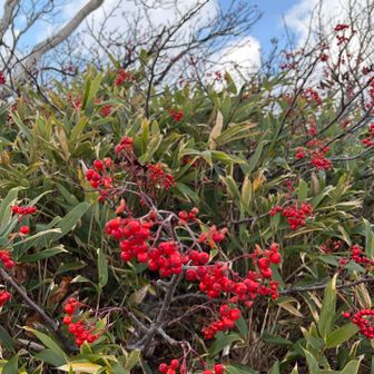 山頂の紅葉は無かったけど
可愛く✨🔴✨鮮やかに引き立つ