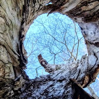 木の中から見上げる空🤩
