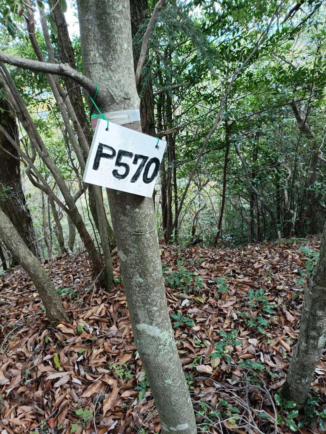 ｐ570ポイントに到着。
西寺山が545mだから、いったん下って登り返しが100m位かなぁ🤔
でも、山の100mは長いよねぇ😆