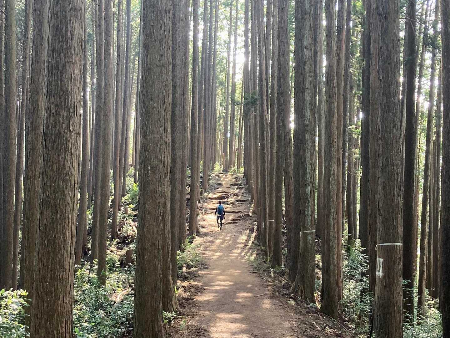 御岳渓谷入口-惣岳山・岩茸石山登山口-惣岳山 往復コースの写真