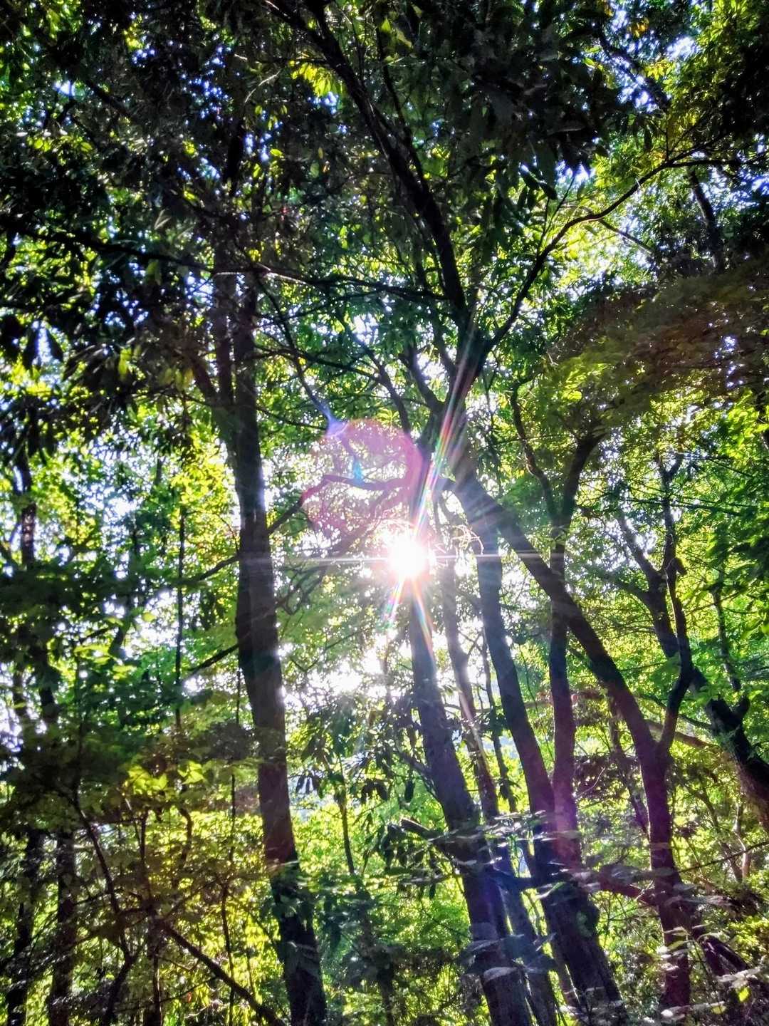木々の間から朝陽🌅が照らす👌😃