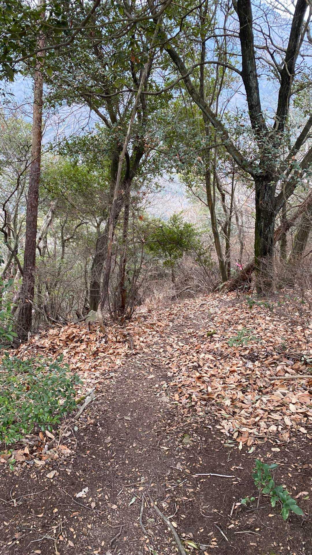 四尋山-鳥ノ江峠-御嶽山 往復コースの写真