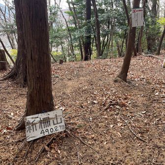 新柵山（埼玉百名山）のピークに期待したが、眺望開けておらず、ベンチなどもなし。
とりあえず切り株に腰掛けて足を休める。