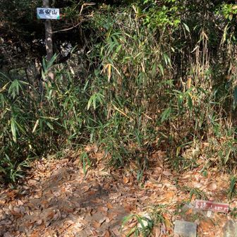 高安山山頂⛰️