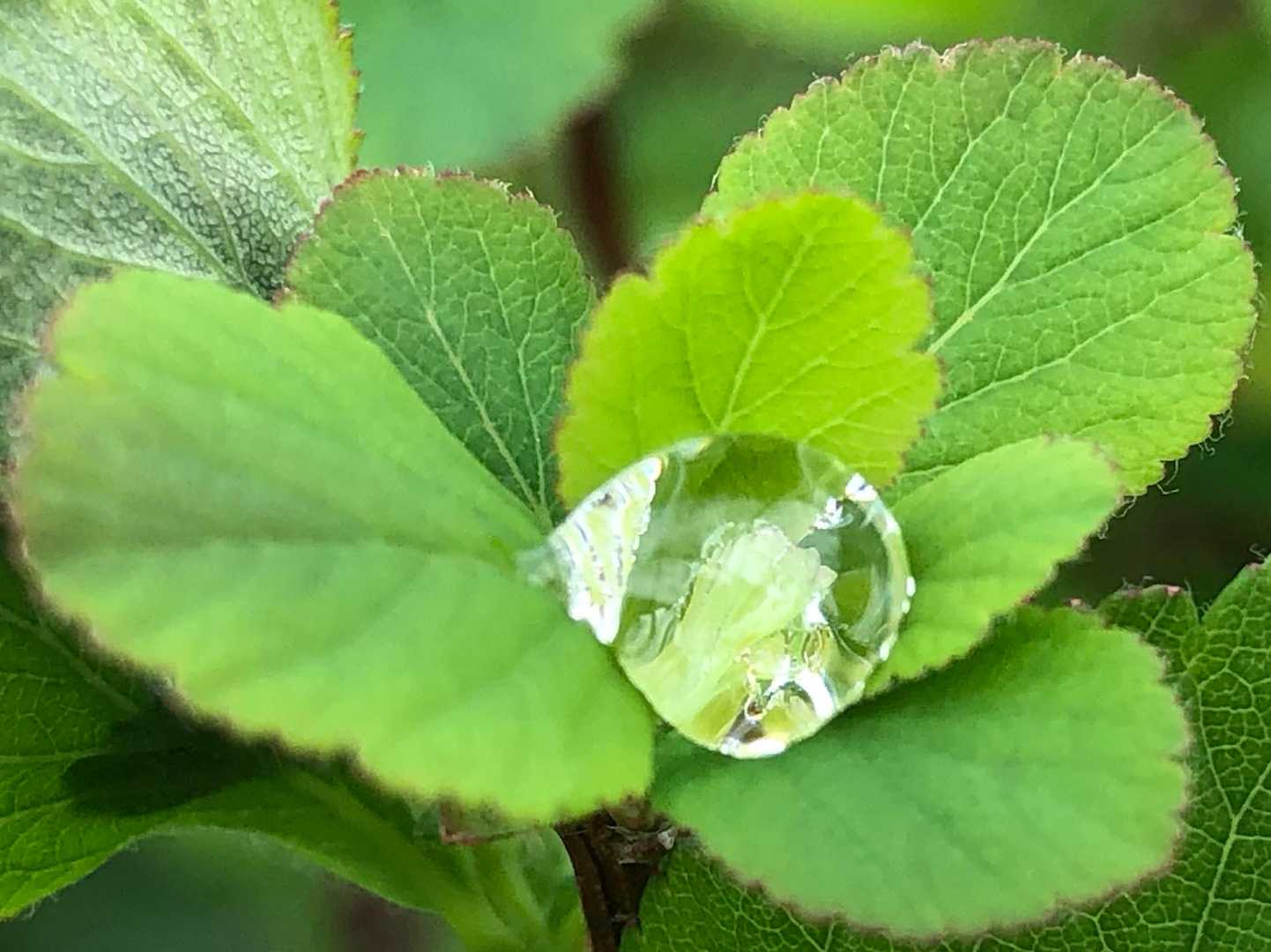 前夜の雨がスワロスキー　雫💧