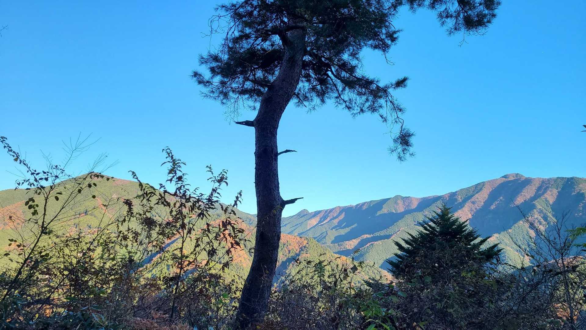 廃業した峠の茶屋からは御前山と大岳山がとてもきれいに見えます
