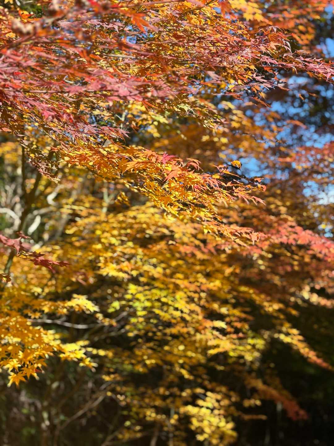 飯盛山 往復 | 低山ながら急登・ロープ・鎖場あり。全身で登る体験を。の写真