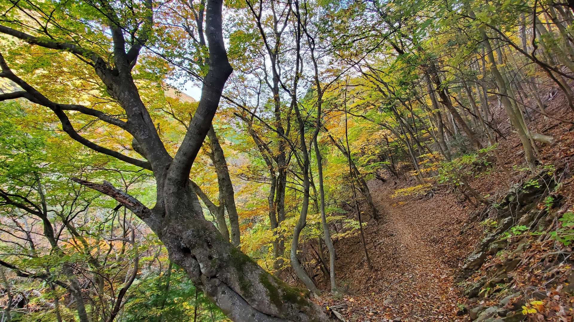 植林帯を抜けると落葉樹の紅葉道が始まる