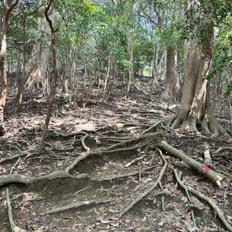 上がって下がっての繰り返し🙋‍♂️🙄