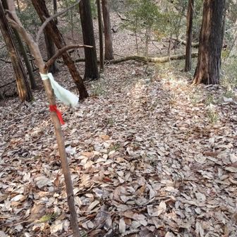 踏み跡薄く、落ち葉厚く、ピンテ少なく。地図確認必要。