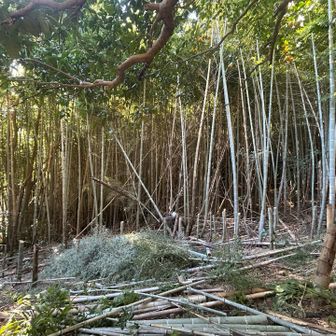 竹🎋整備してくれている