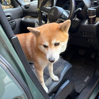 馬の背からサクっと下山してさくらちゃん🐕🌸に〜😍