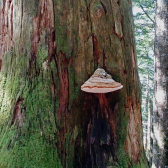 大木の広場あたりのサルノコシカケ