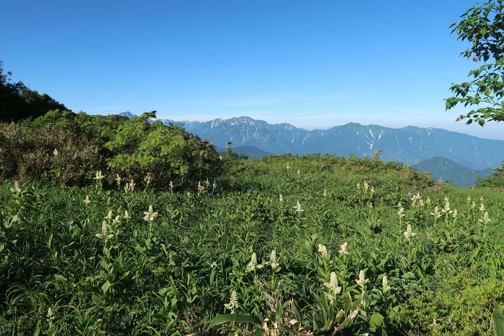 コバイケイソウの群落と毛勝三山