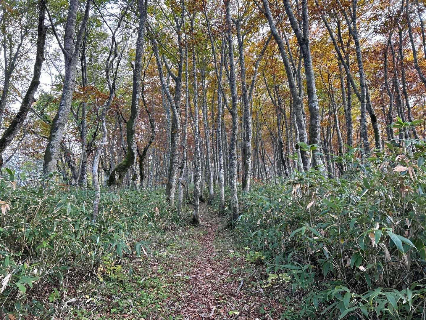 ブナ林の中を歩きます🚶
🟡ゾーン突入