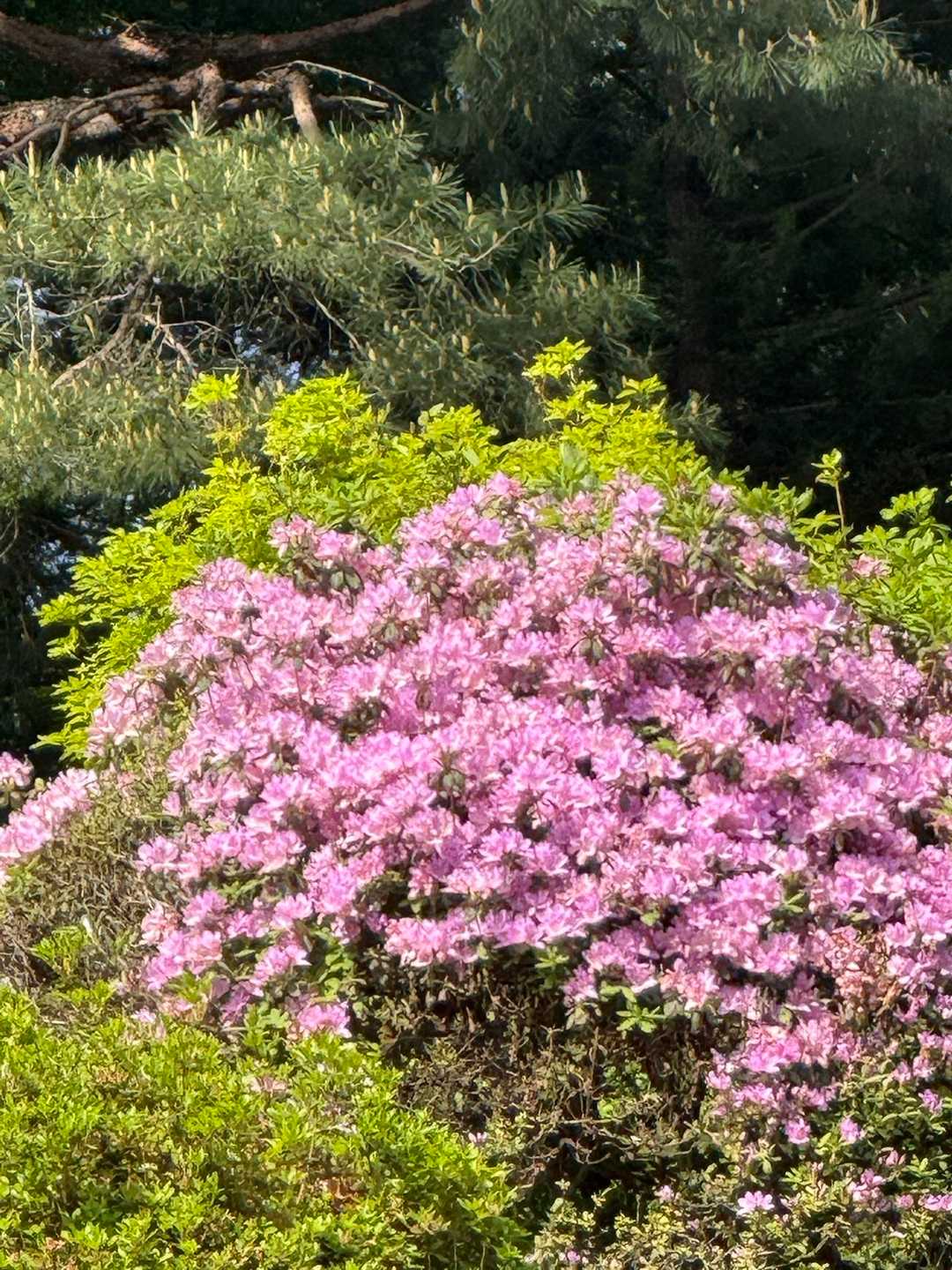 塩船観音寺-愛宕山 往復コースの写真