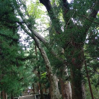 こちらは巨木三兄弟🌳