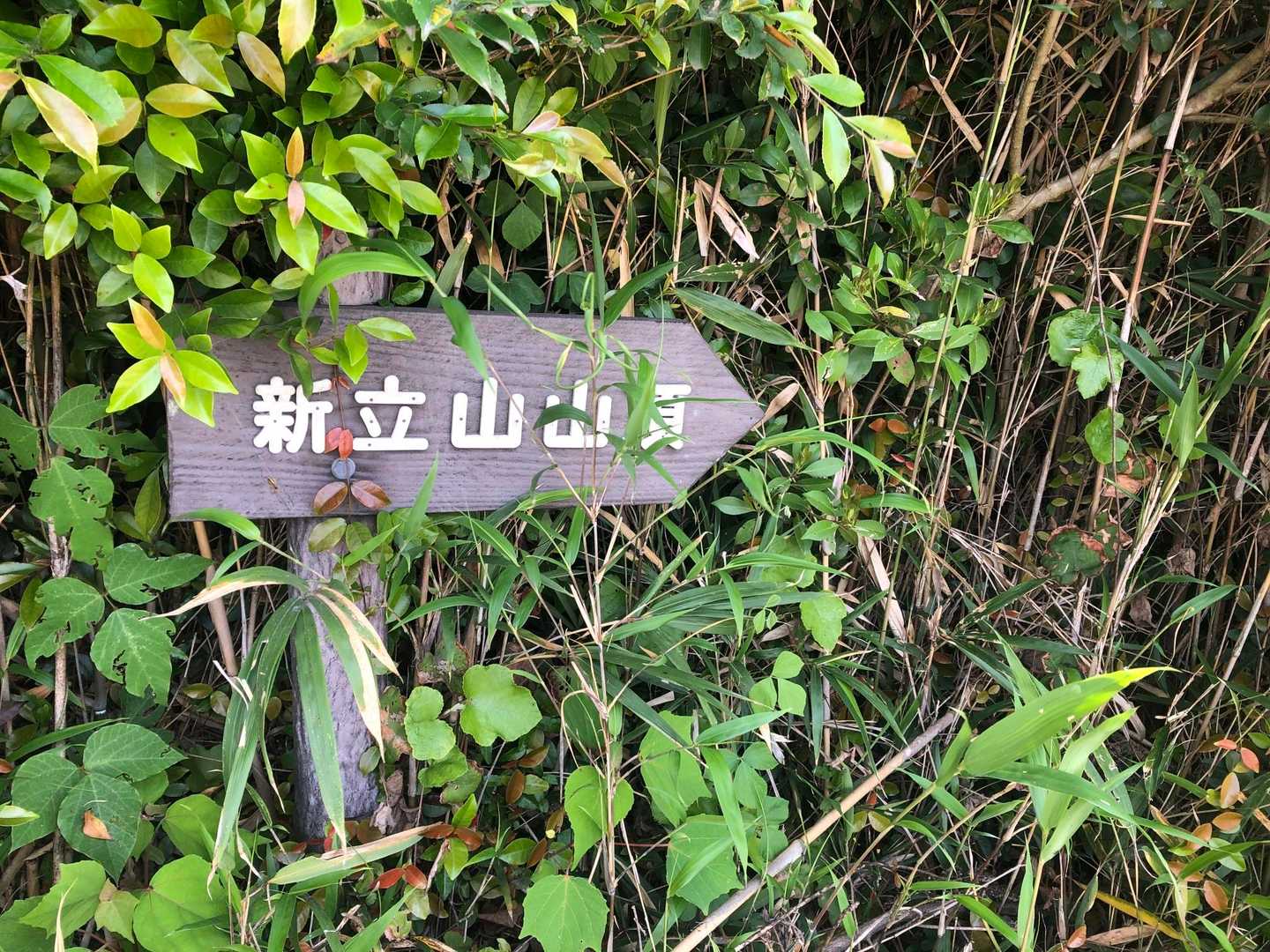 権現山 往復コースの写真