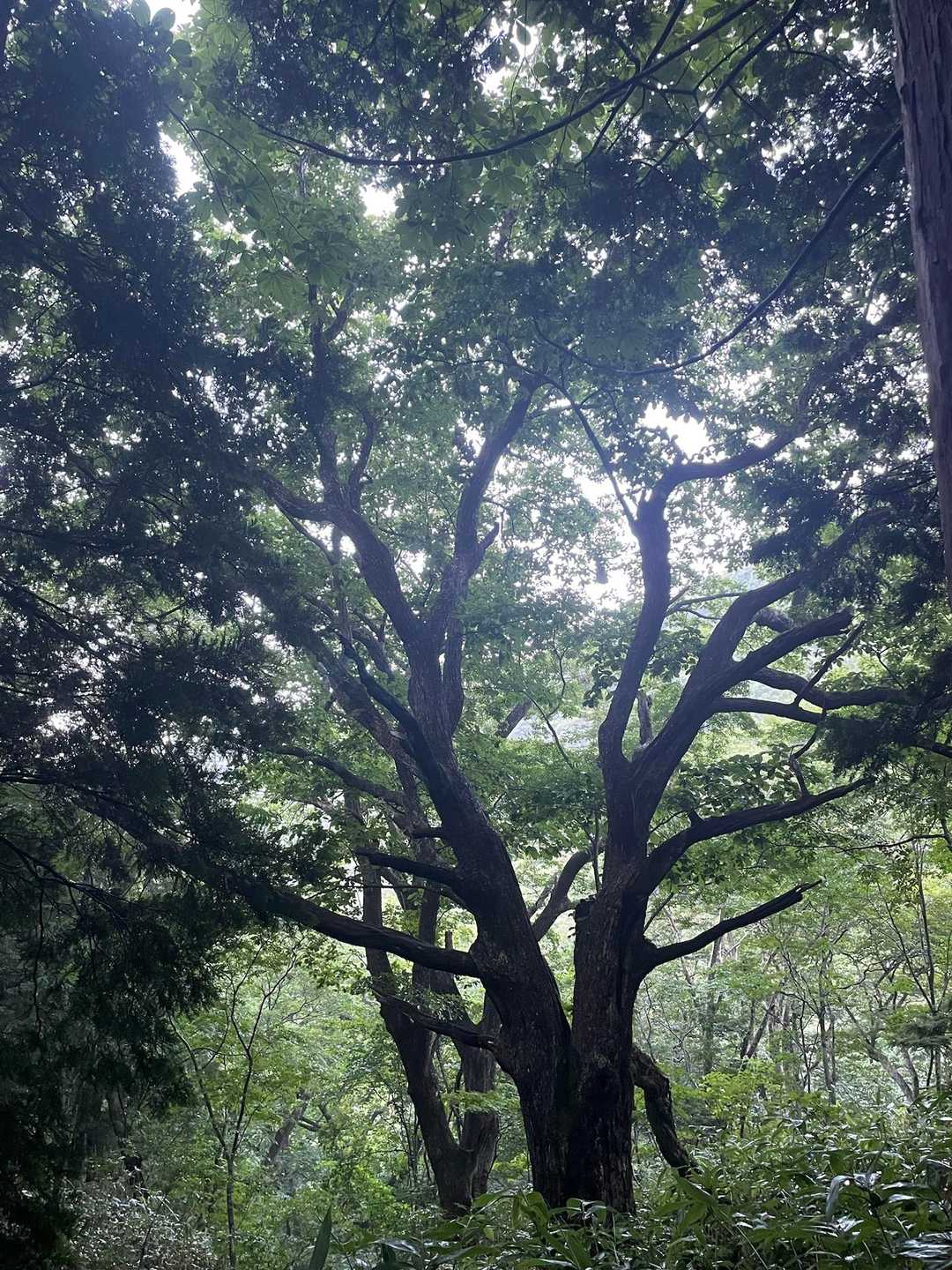 大きなブナを横目に