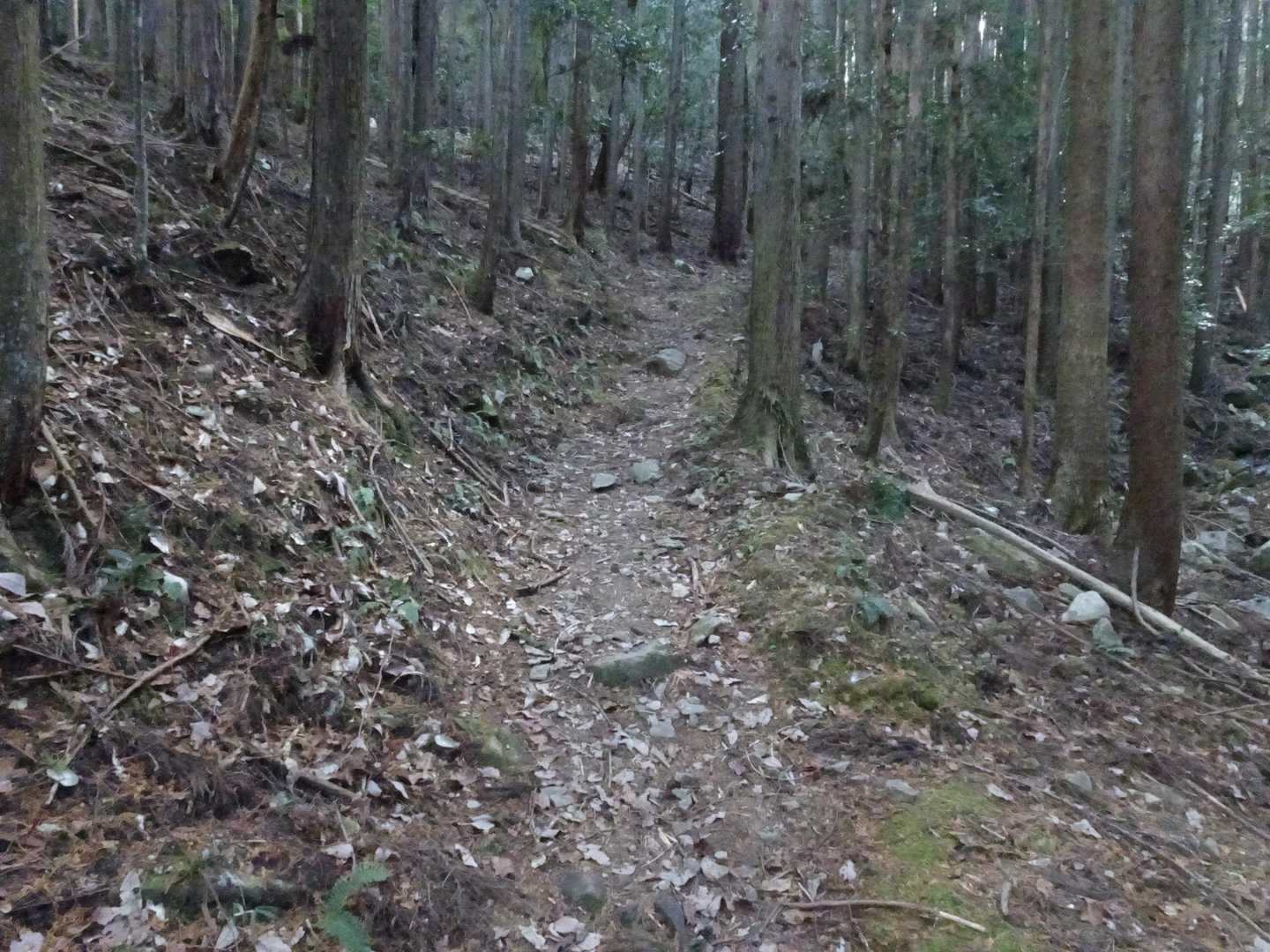 ここから山道。